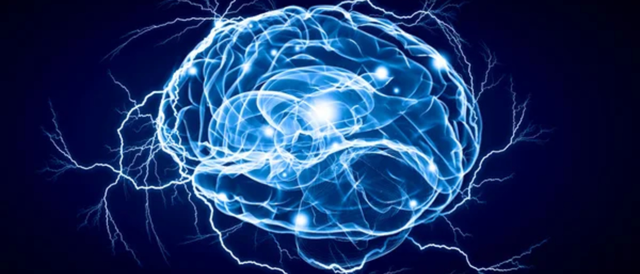 Brain